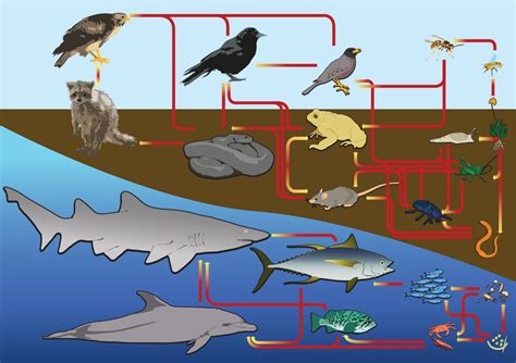 A food web is similar to a food chain but the food web is comparatively larger than a food chain. food web - Wiktionary
