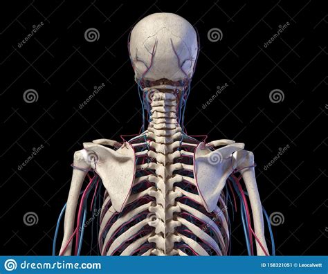 Human Torso Anatomy Skeleton With Veins And Arteries Back View
