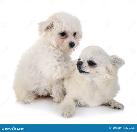 Bichon Frise And Chihuahua Stock Image Image Of White 158908151