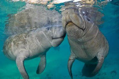 Manatees inhabit the shallow, marshy coastal areas and rivers of the caribbean sea, the gulf of mexico, the amazon basin, and west africa. Cuatro manatíes fueron rescatados de la caza ilegal en ...