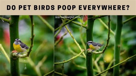 Do Pet Birds Poop Everywhere 7 Menacing Facts 2024