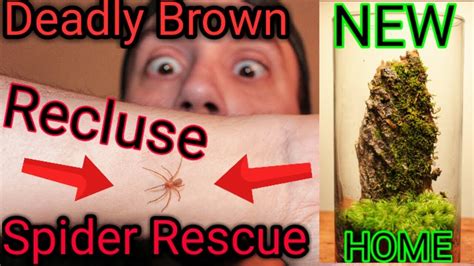Brown Recluse Spider Facts While Holding Youtube