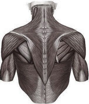 This is a table of skeletal muscles of the human anatomy. back muscles | Anatomy for artists