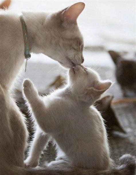 Kitty Kisses Kitten Feline Throw Rescue Cats City Data Forum