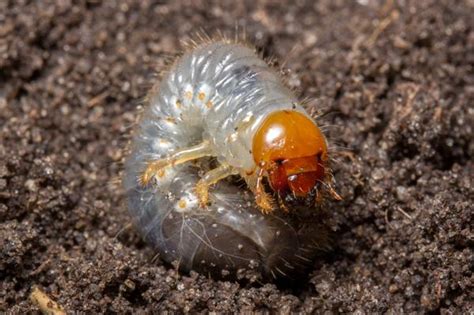 Grubs And Your Lawn Pest Control Jupiter Termite Control Florida