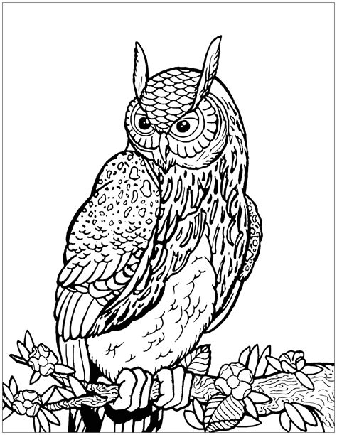 Owl Coloring Pages For Kids Free Wallpapers Hd