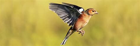 Help Protect British Birds Britain Explorerbritain Explorer