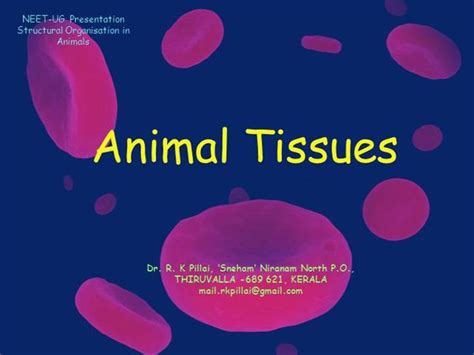 Animal Tissues Authorstream