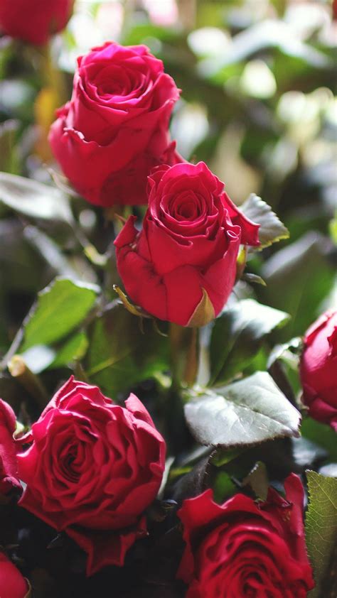 Red roses, roses, flowers, bouquet. Nature Red Rose Flower Gift Bouquet iPhone 6 wallpaper ...