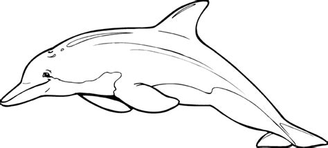 Dolphin Coloring Pages 2 Coloring Pages To Print