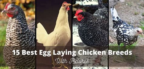 15 Best Egg Laying Chicken Breeds With Pictures Name Laying Chickens