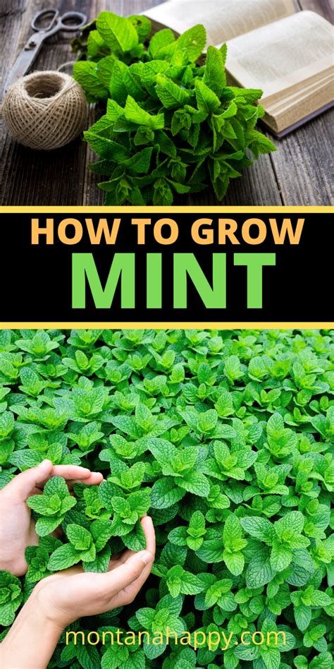 How To Grow A Mint Garden Mint Garden Backyard Herb Garden Growing Mint