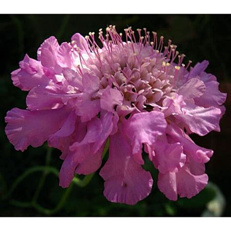 Pink Mist Pincushion Flower Scabiosa Long Blooming Quart Pot