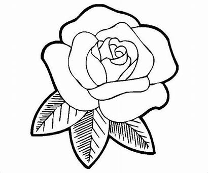 Rose Coloring Printable Pages Ai