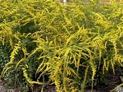 Suffulta is a low growing (6 to 18 inches) spreding prickly shrub. 17 Low-Maintenance Plants and Dwarf Shrubs | DIY Garden ...