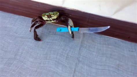 Knife Wielding Crab Looks Very Threatening Vid O Dailymotion