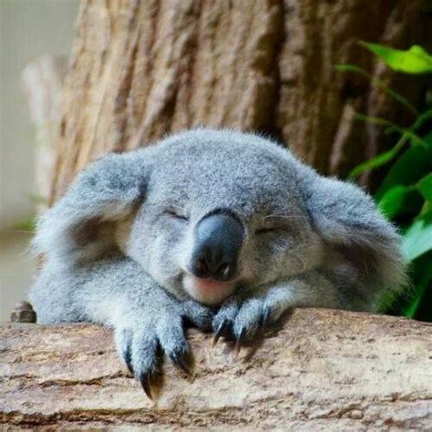 Sleeping Koala Alex O´loughlin ~ An Intense Study