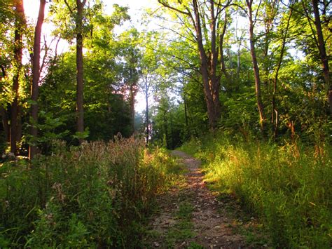 Free Images Landscape Tree Path Outdoor Wilderness Wood Hiking