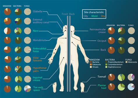 Skin Microbiome Bioserendipity
