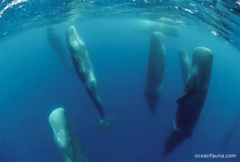 Why Do Sperm Whales Sleep Vertically Interesting Ocean Fauna