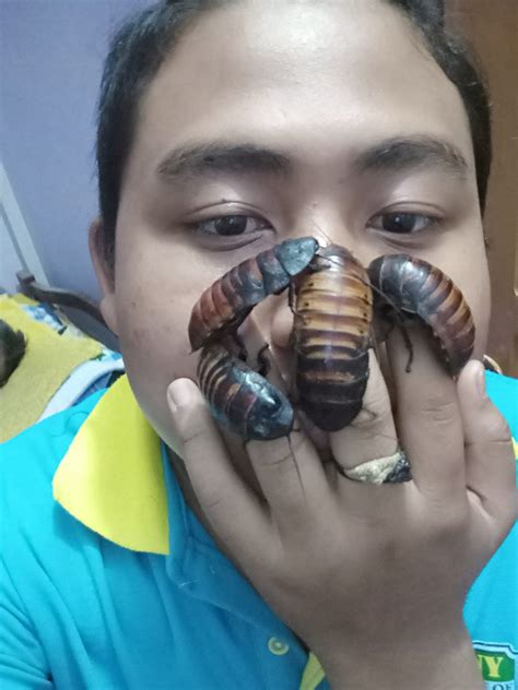 face your fears new cockroach challenge not for faint hearted asia news asiaone