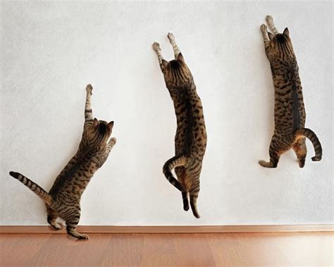 Fabulous Jumping Cats Will Make You Go ‘meow
