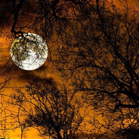 Orange Black Full Moon Spooky Trees Halloween Moon