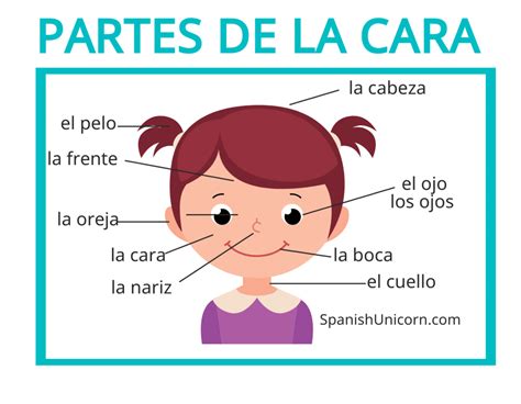 Partes Del Cuerpo En Español Con Actividades Y Vocabulario Partes Del Cuerpo Partes De La