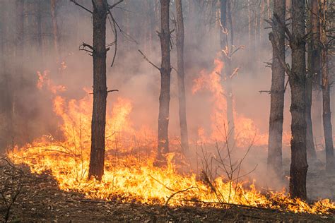 el 95 por ciento de los incendios forestales son por causas humanas