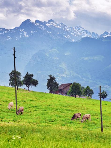 Cows On Pasture Switzerland Stock Photo Image Of Outdoor Farmland