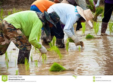 Farmers Working Planting Rice In The Paddy Field Editorial Photo Image Of Land Farmers 25775136