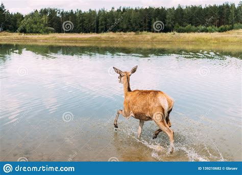 European Roe Deer Walking On Water Stock Photo Image Of Summer