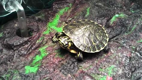 Aquatic Turtles Turtle Eats Fishes 20 Gallon Long Turtle Tank Youtube