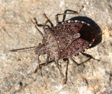 Brown Marmorated Stink Bug Halyomorpha Halys Bugguidenet