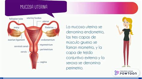 Cartel De Diferencias Del Aparato Reproductor Femenino Y El Aparatod Ad5