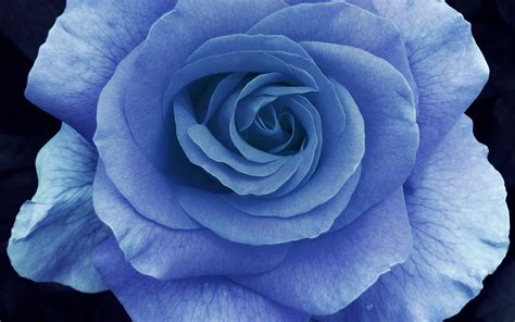 Download Blue Flower Blue Rose Flower Nature Rose Hd Wallpaper