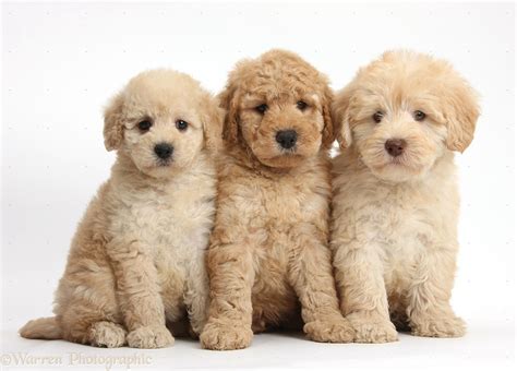 Dogs Three Cute Toy Goldendoodle Puppies Photo Wp37999