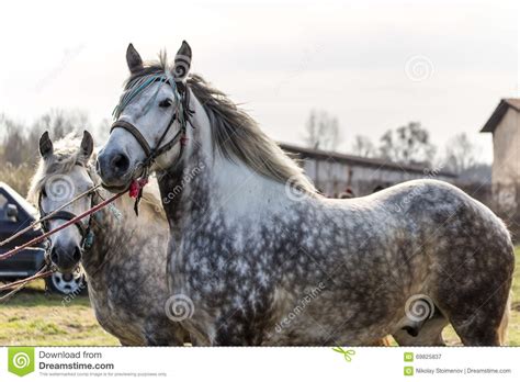 Two White Horses Stock Image Image Of Portrait Appaloosa 69825837