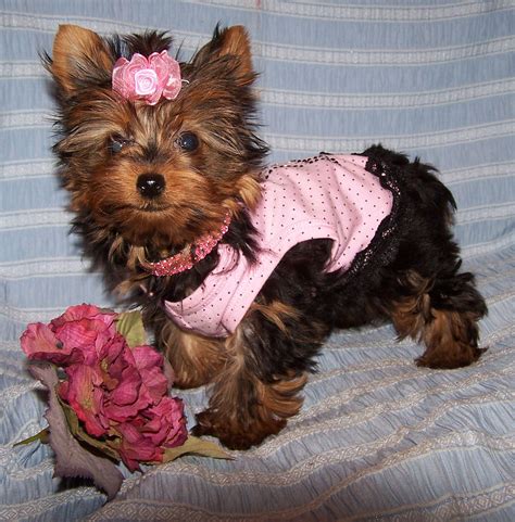 Yorkie Baby Girl Puppies For Sale Pampered Puppies Yorkie Pink Puppy