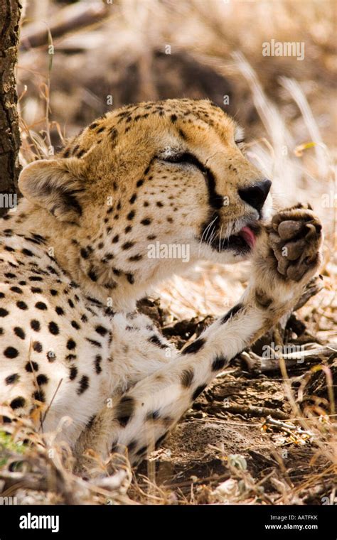 Cheetah Acinonyx Jubatus Male Grooming Licking Paw With Tongue In Shade