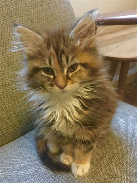 We have beautiful maine coon kittens with strong american bloodlines & also have maine coon kittens with european bloodlines too. Beautiful Maine Coon Kittens for Sale | Burnley ...