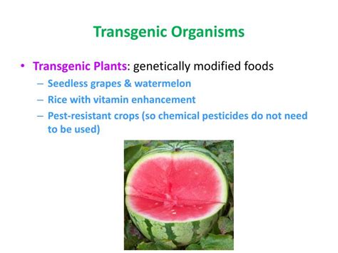 Transgenic organism is an organism whose genome has been genetically modified by introduction of novel dna. PPT - Why do these pigs glow in the dark? PowerPoint Presentation - ID:2100911