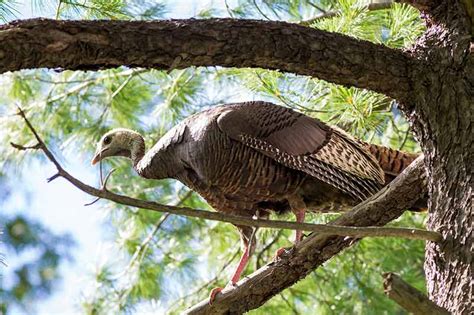 Where The Wild Turkeys Are American Forests