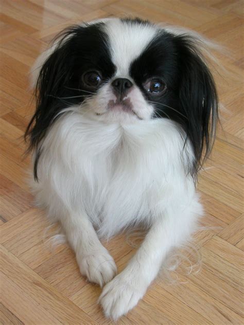 Dog Breed Of The Week The Tiny Japanese Chin Is An