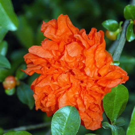 Check spelling or type a new query. Pomegranate Tree Not Producing Flowers / Pomegranate ...