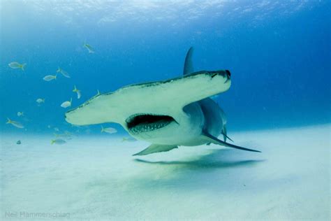 Hammerhead Shark Photos From Exhilarating Dive