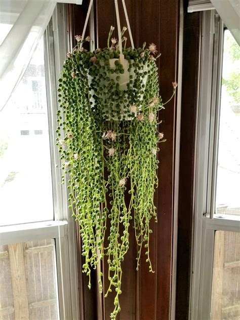 My String Of Pearls Is Blooming The Flowers Have Made The Entire Room
