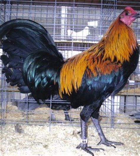 These gamefowl farms are perfect for optimum plant growth. Game fowl, English games and Summer trends on Pinterest