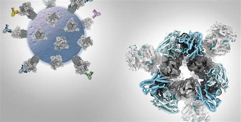 Characterizing Covid 19 Antibodies For Potential Treatments