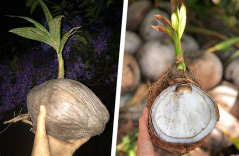 What Are Sprouted Coconuts Heres What To Know Herbivore Times